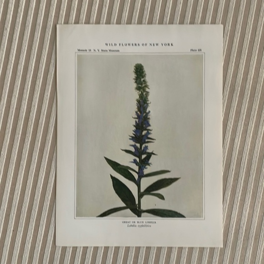 🖤5/$25🖤 Antique Botanical Print Original natural plant home decor blue flower